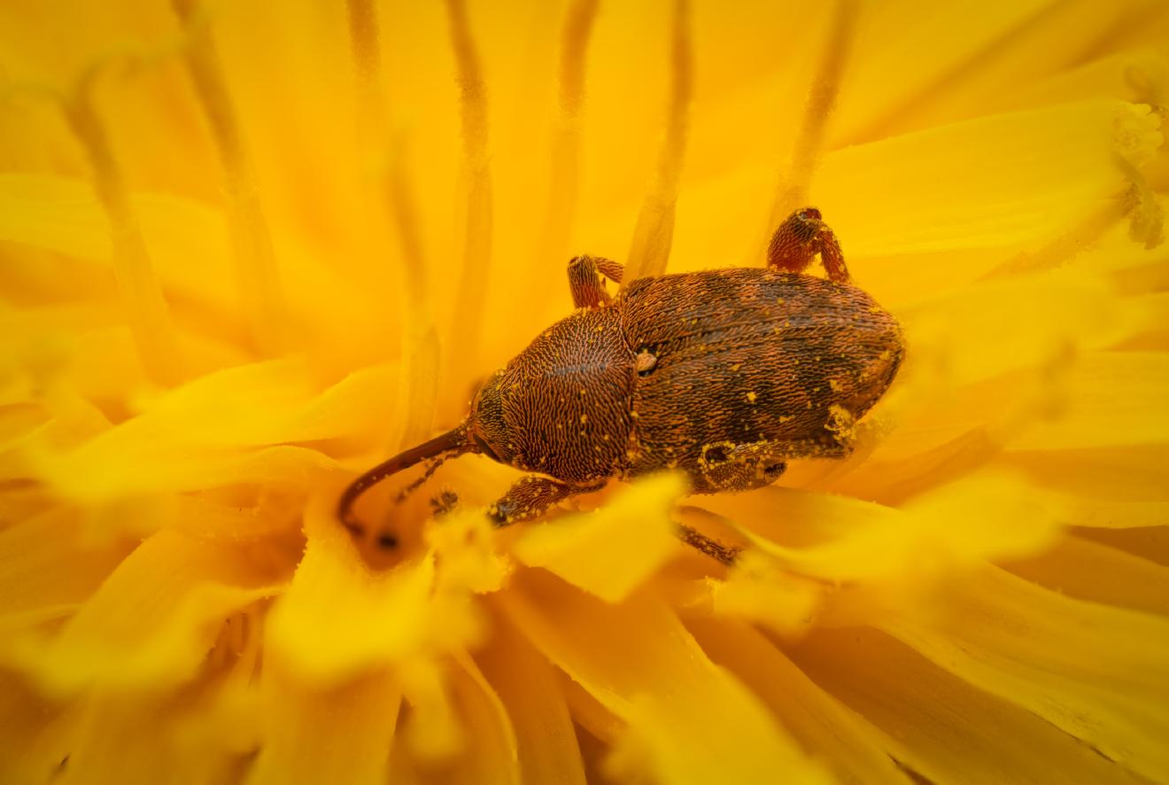 acorn weevil – No. 4
