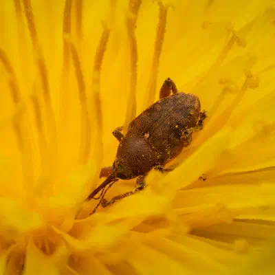 Curculio glandium