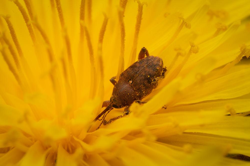 acorn weevil