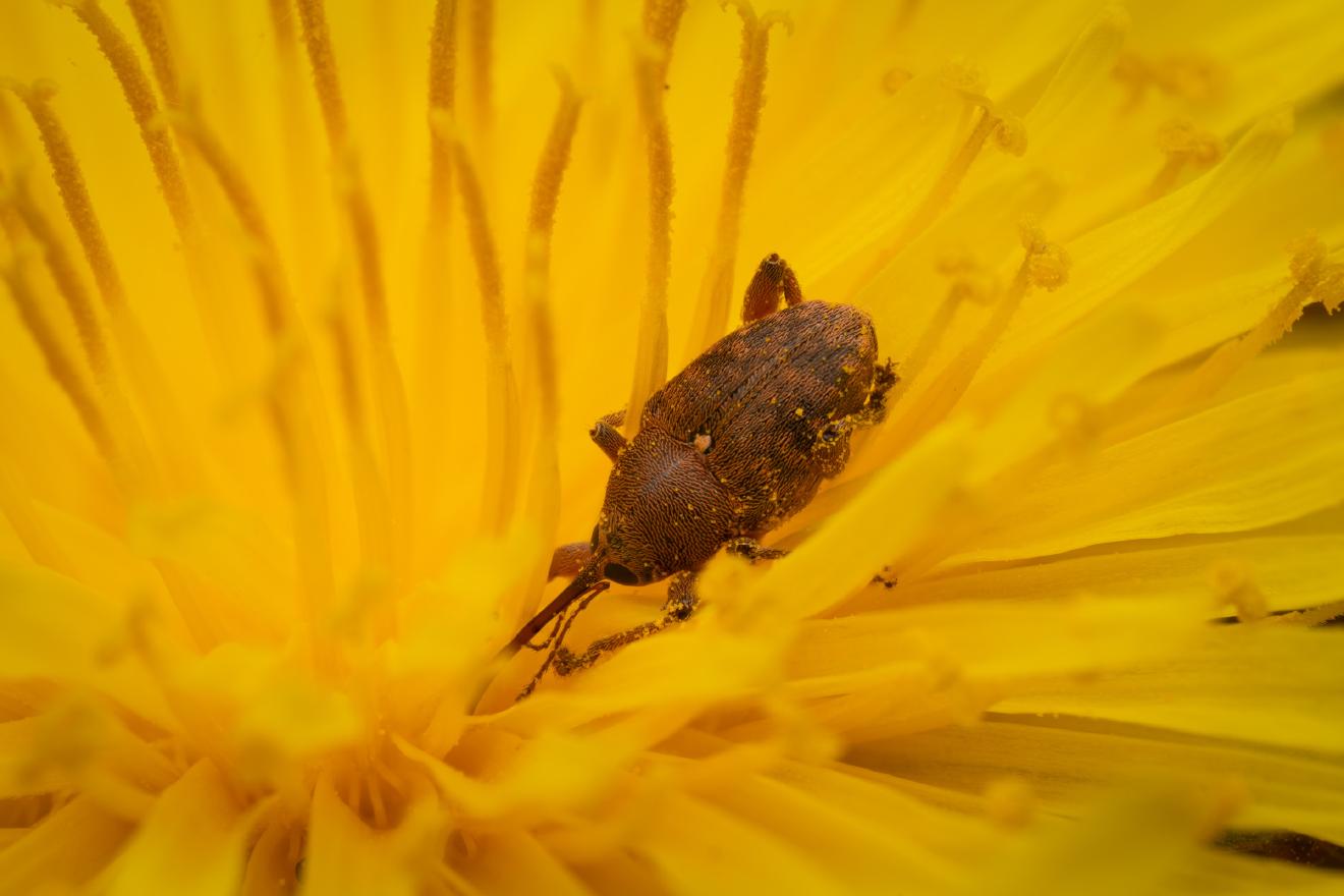 acorn weevil – No. 5