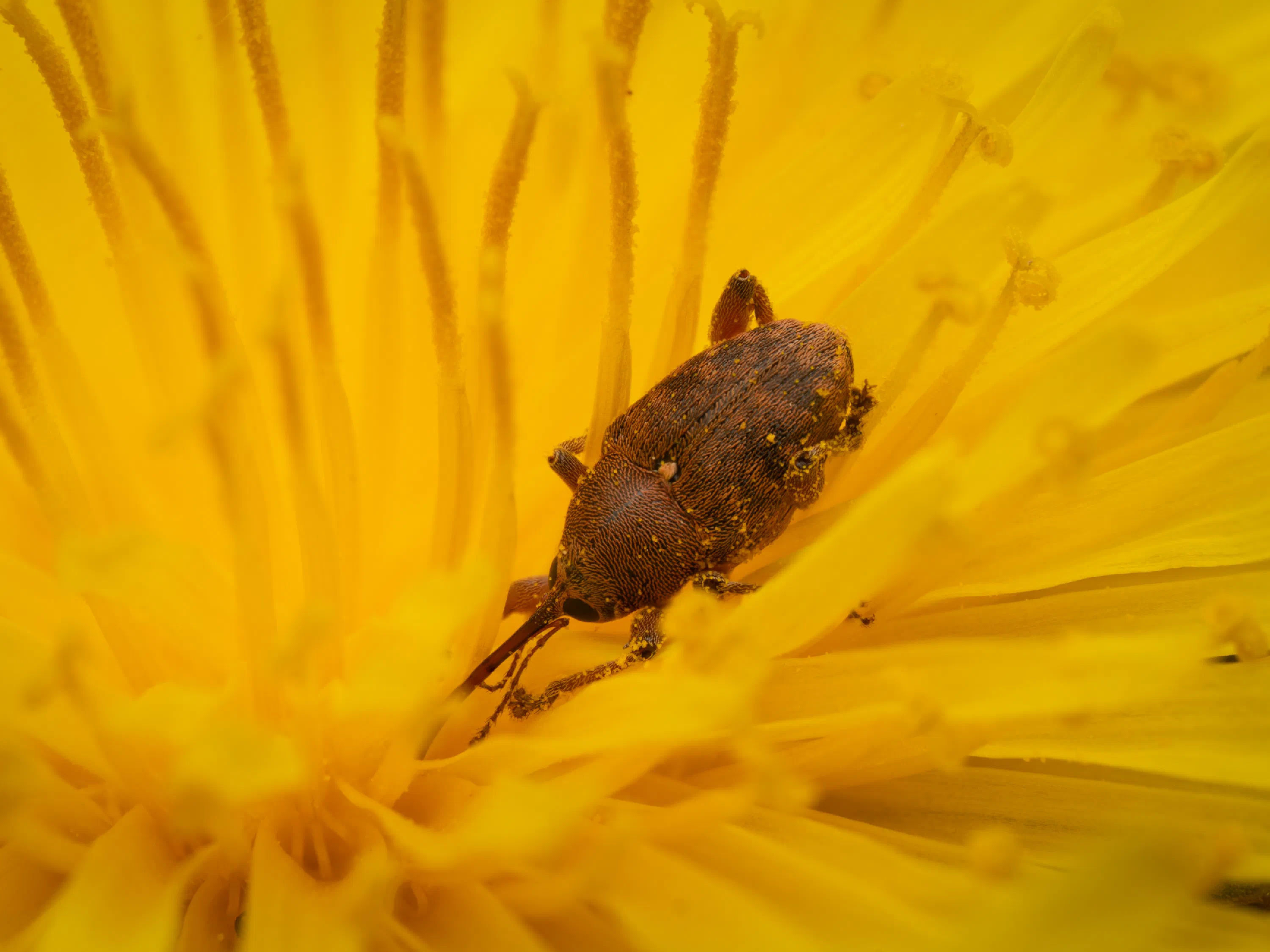 Curculio glandium