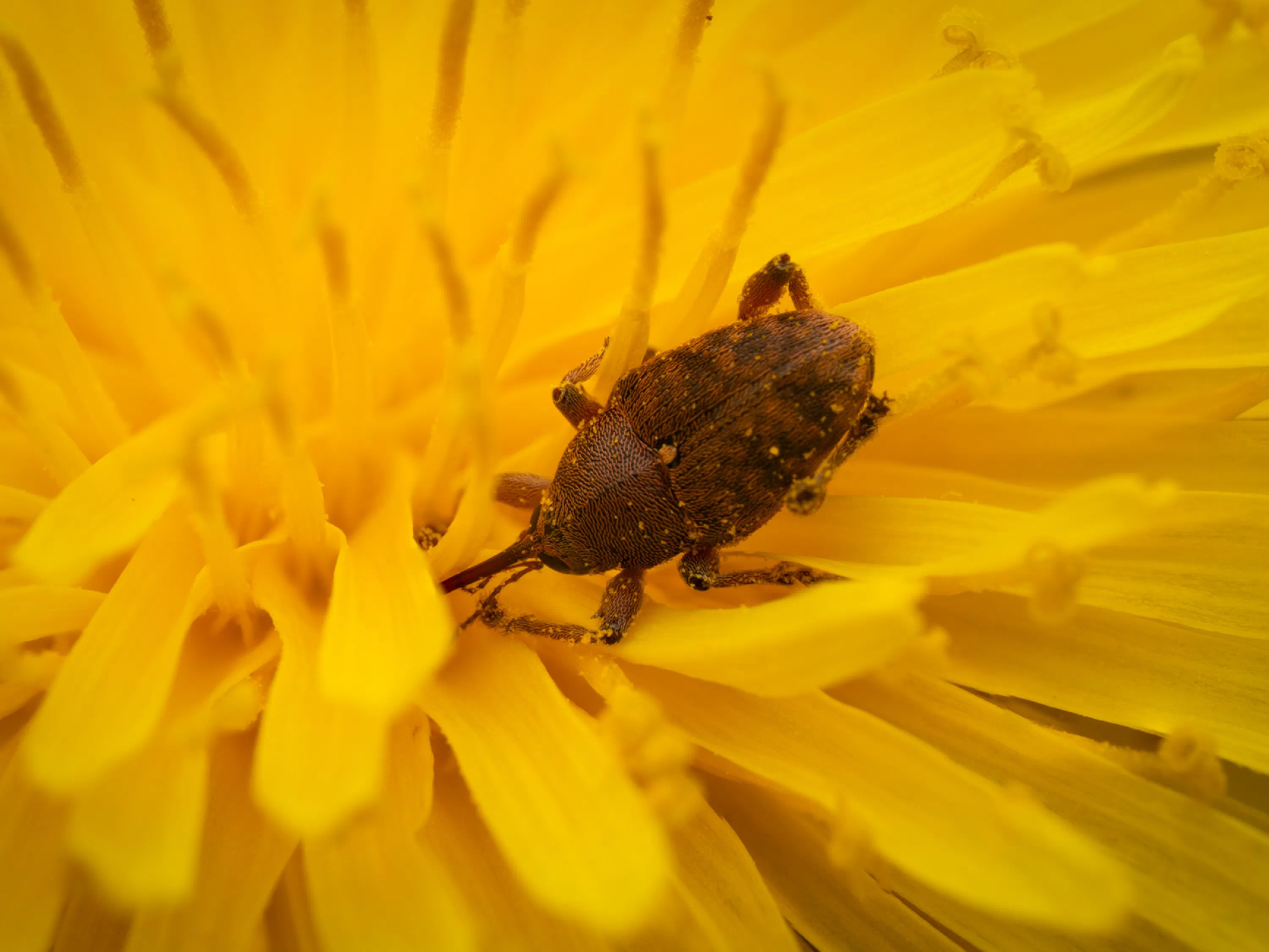 Curculio glandium