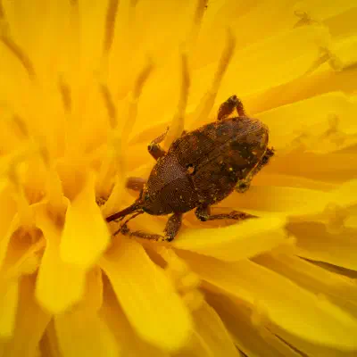 Curculio glandium