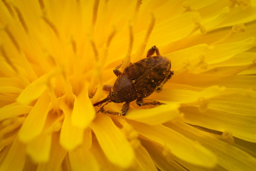 August 5, 2025 – Issue No. 718
– Issue No. 718: “acorn weevil“ acorn weevil