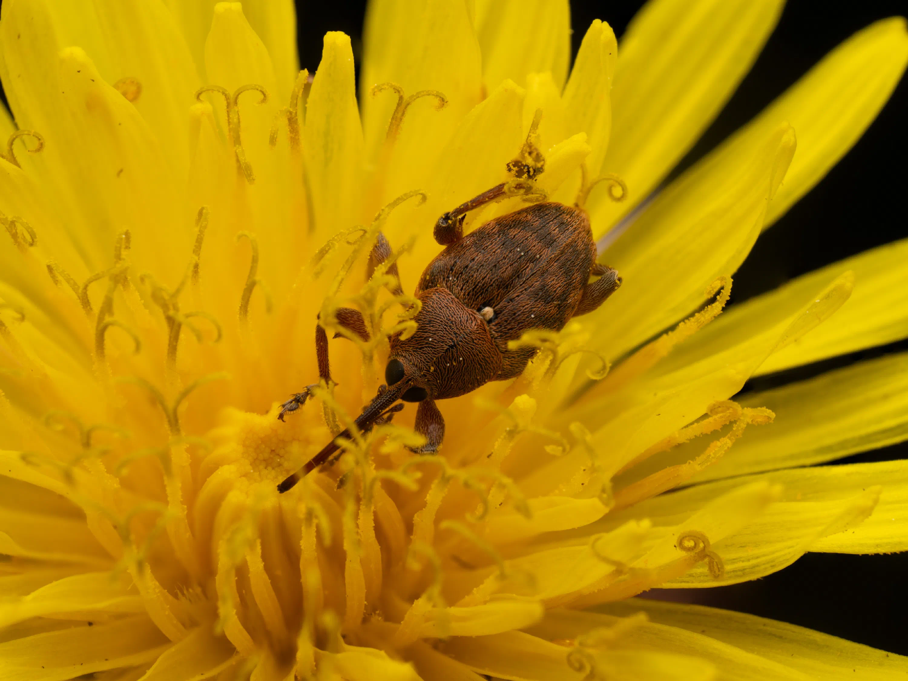 Curculio glandium