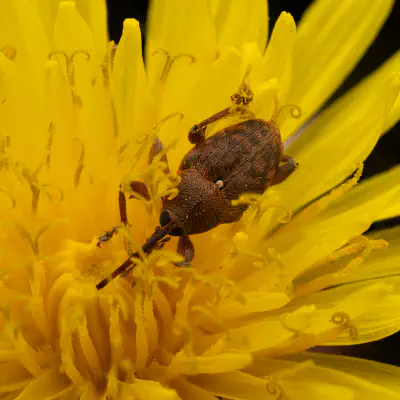 Eichelbohrer