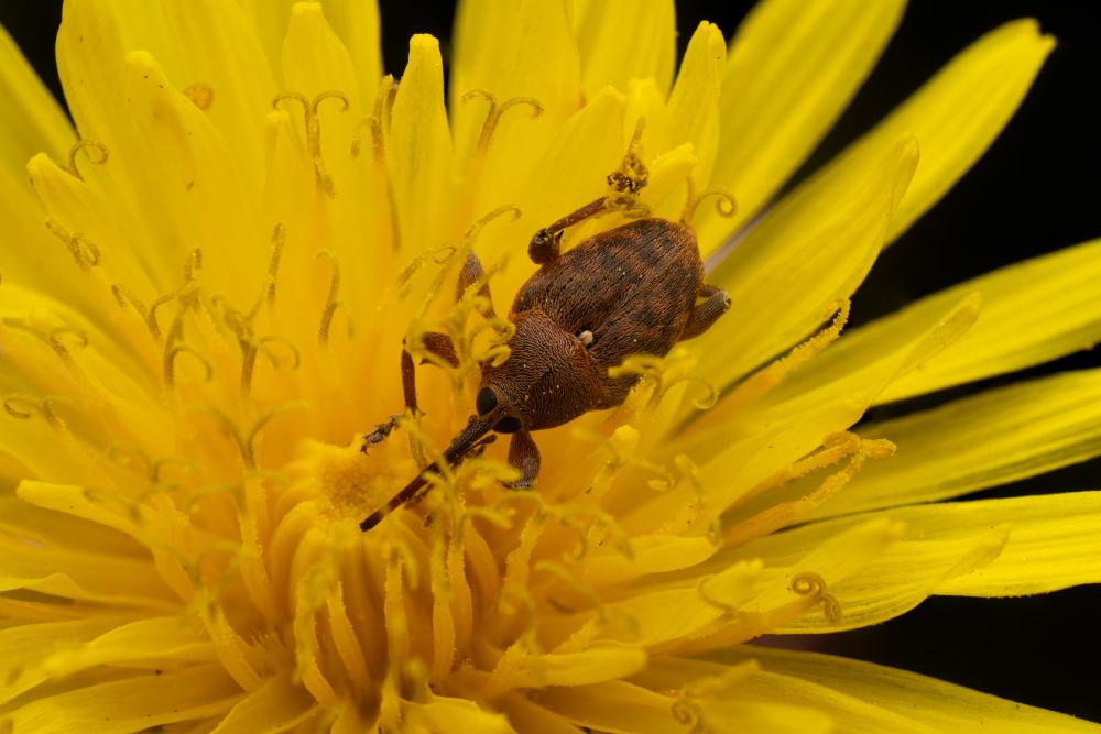 August 14, 2025 – Issue No. 727
– Issue No. 727: “acorn weevil“ acorn weevil
