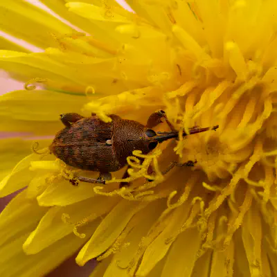 Eichelbohrer