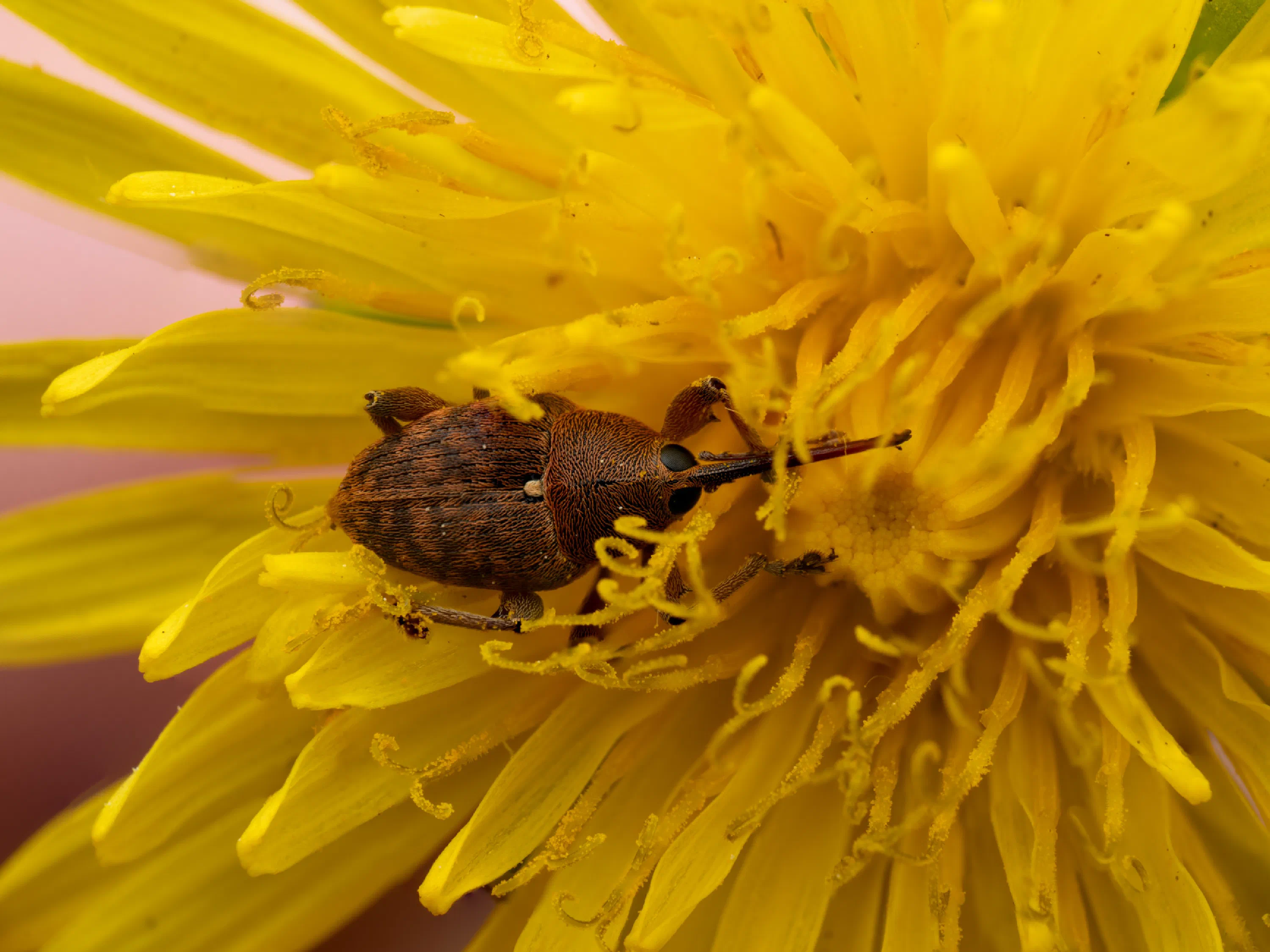 Curculio glandium