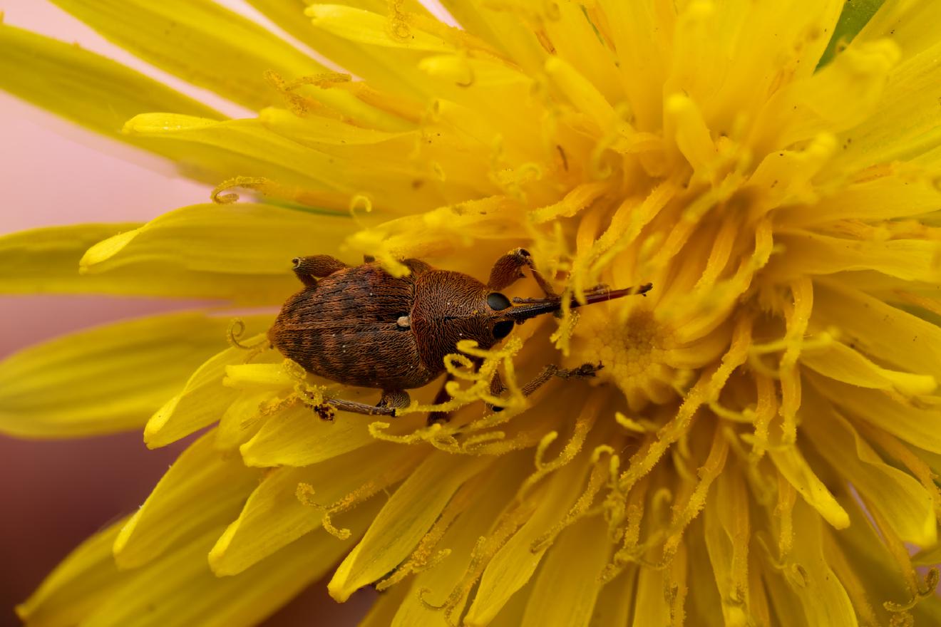 acorn weevil – No. 8