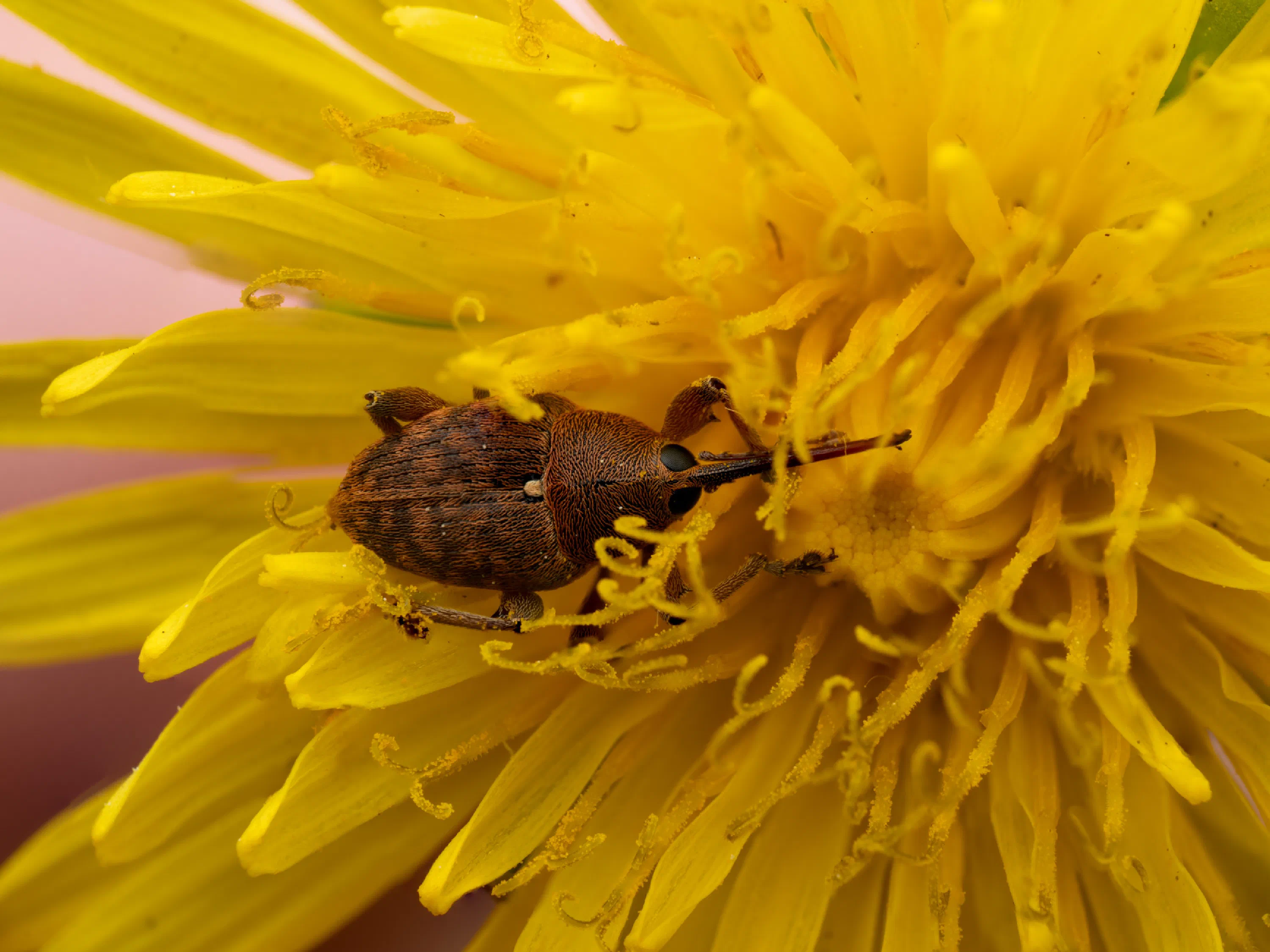Curculio glandium