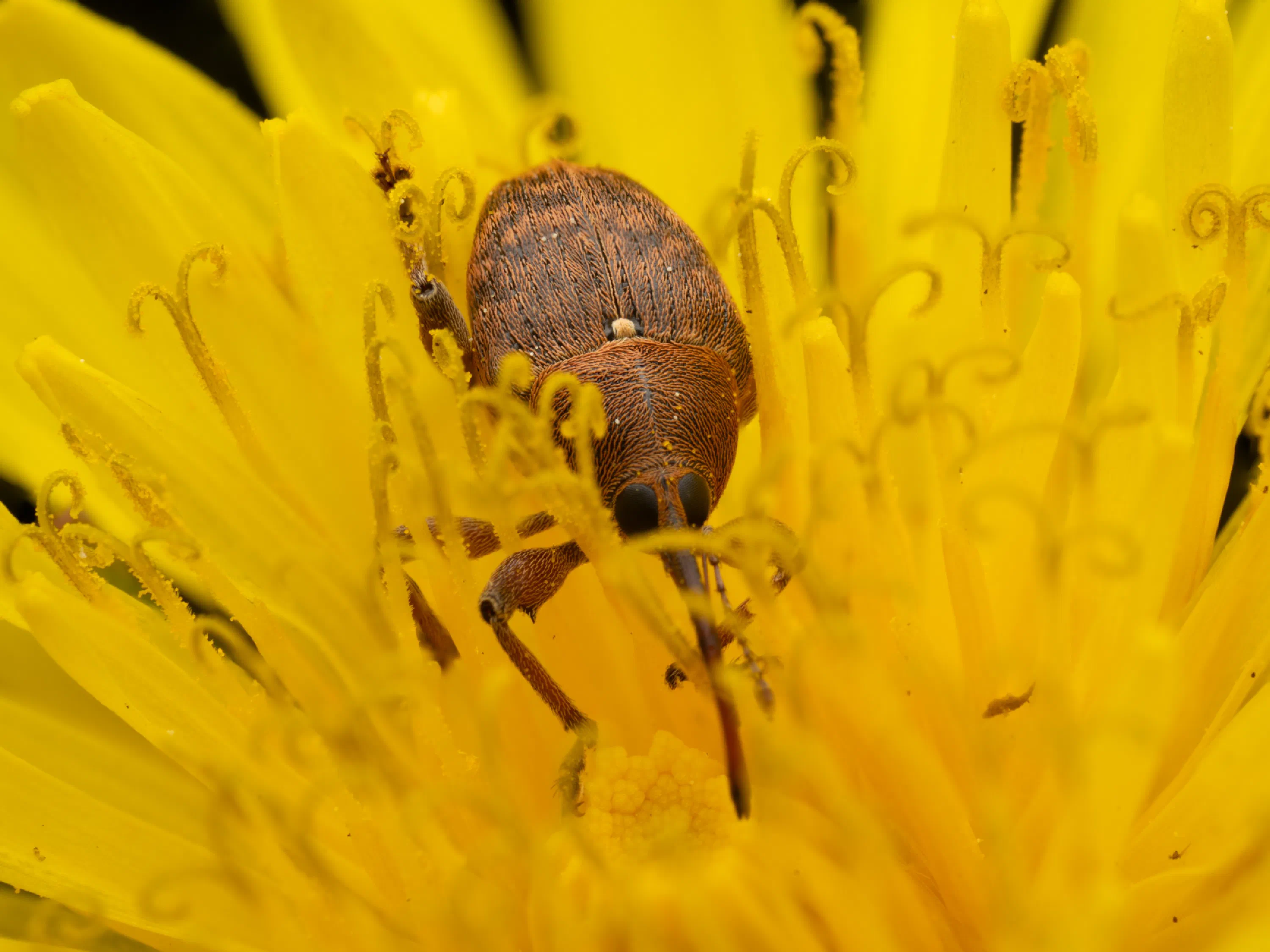 Curculio glandium