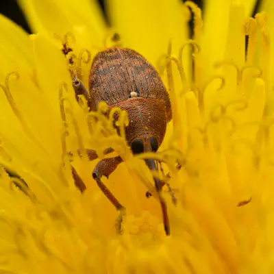 Eichelbohrer