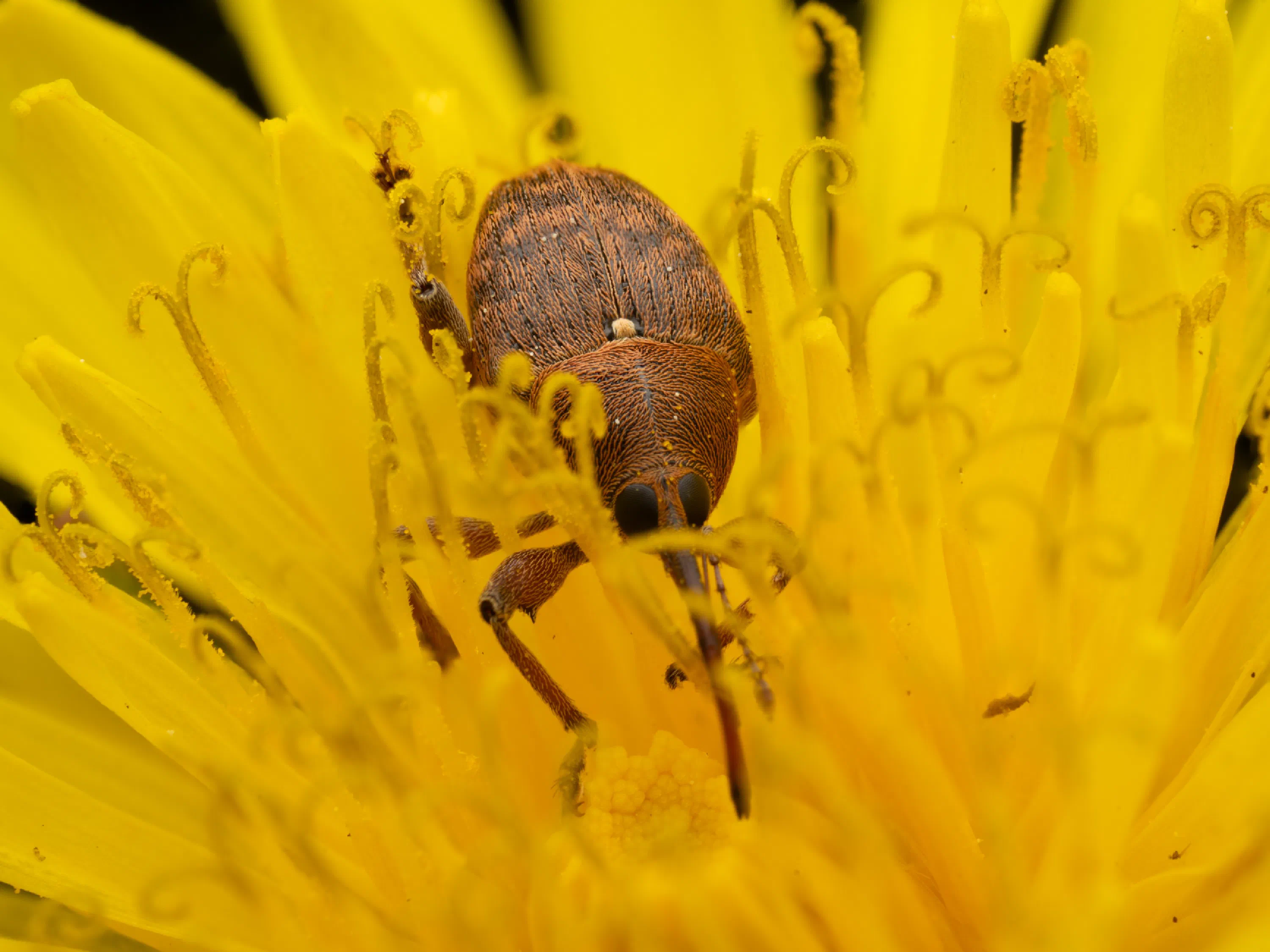 Curculio glandium