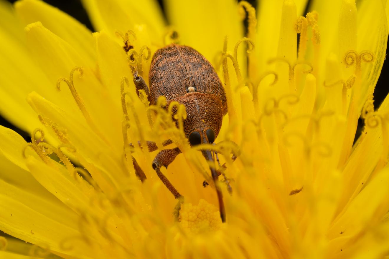 acorn weevil – No. 9