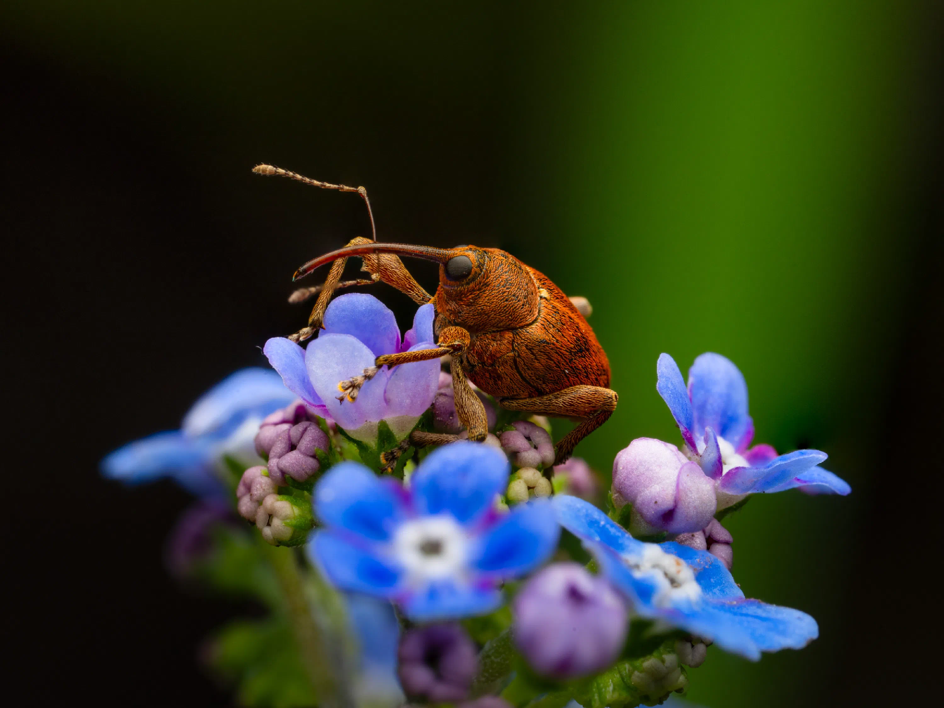 Curculio glandium