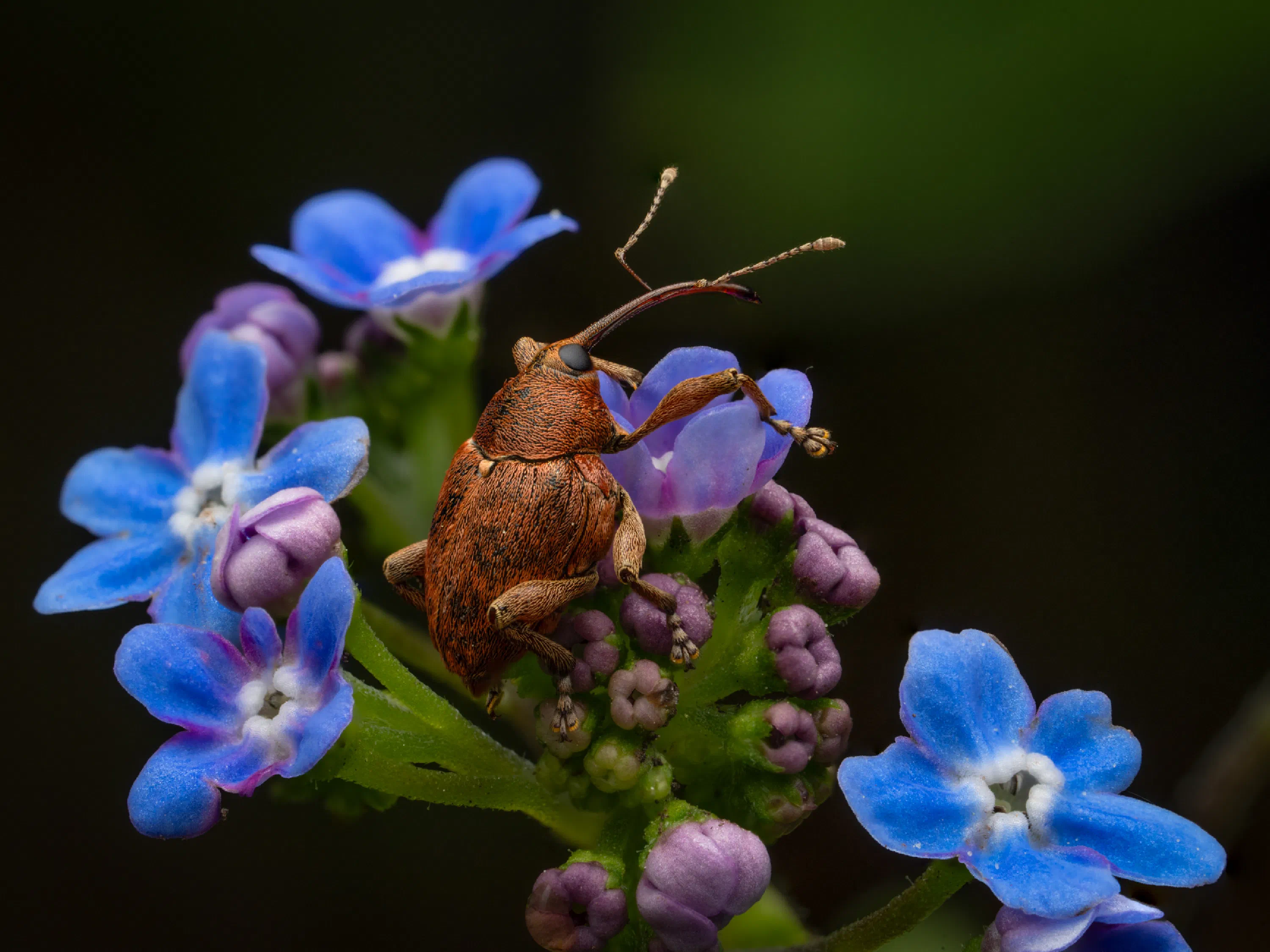 Curculio glandium