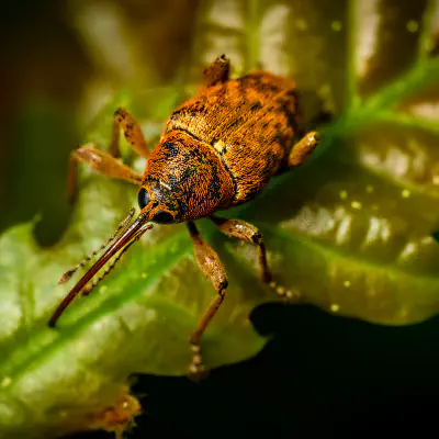 True Weevils