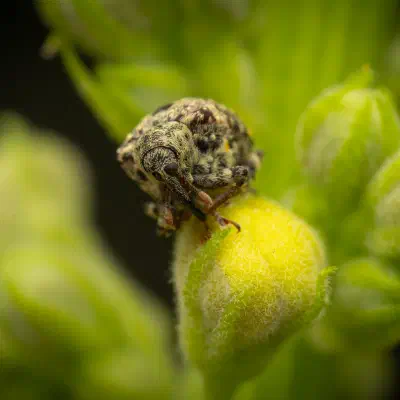 Charançon gris de la scrophulaire