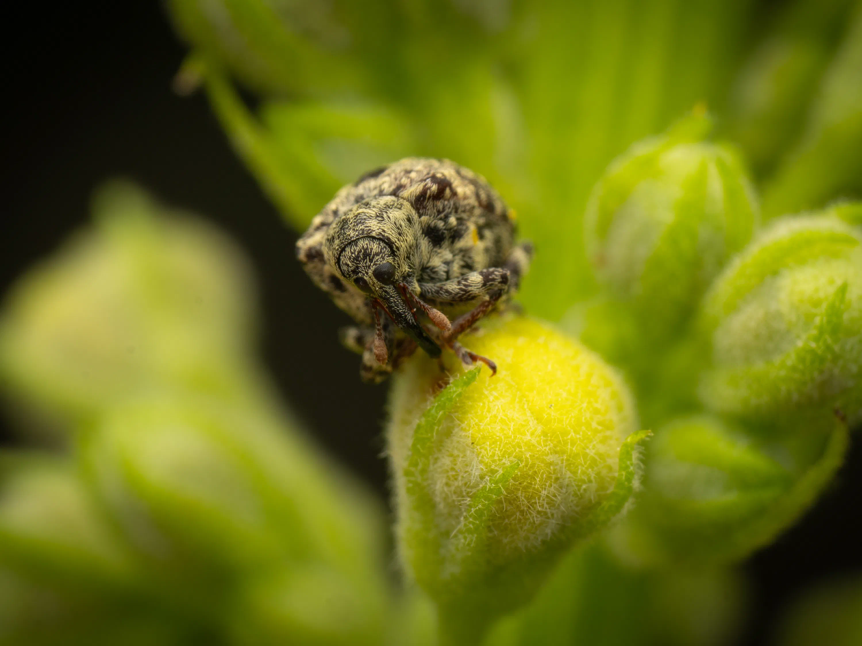 Cionus hortulanus