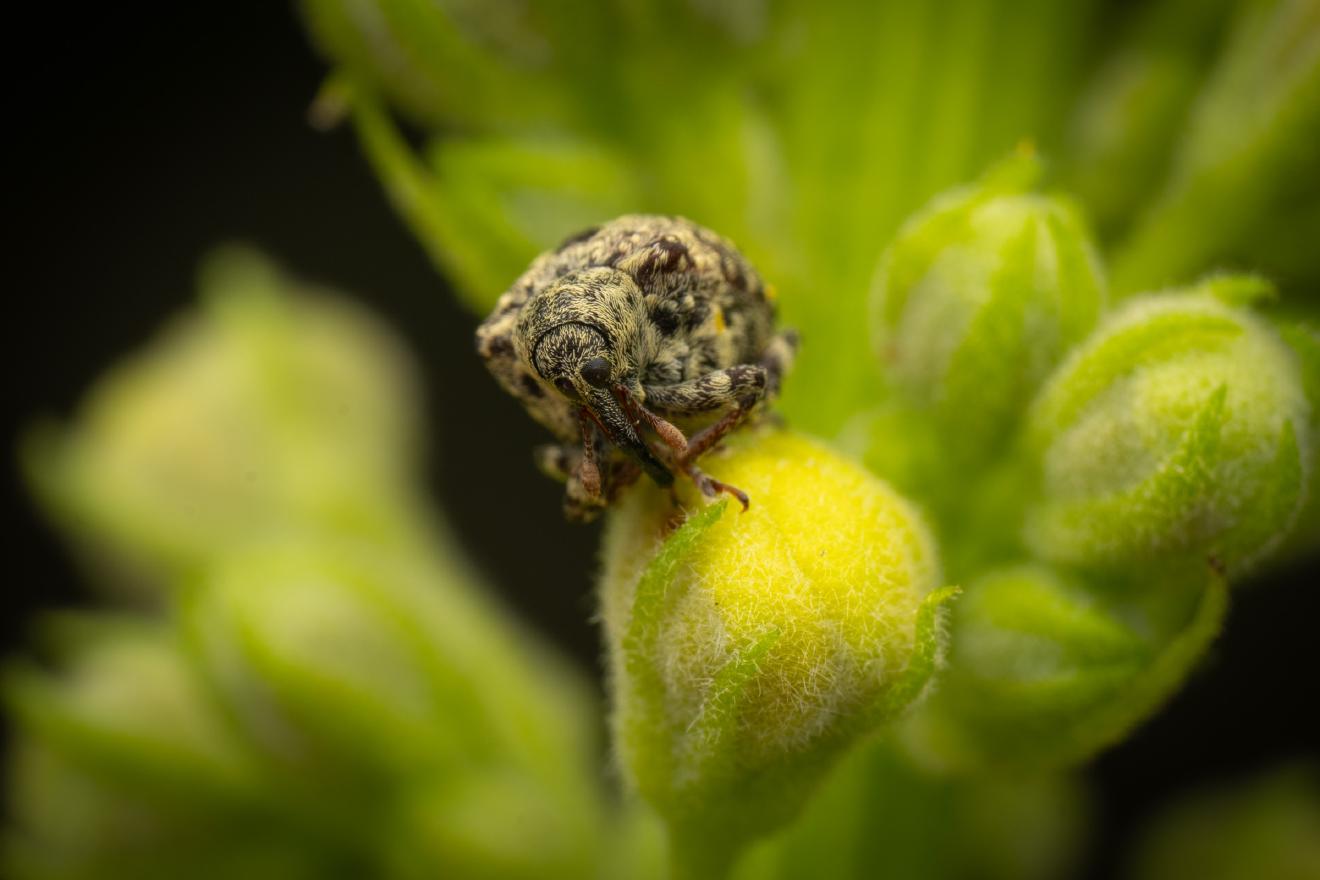 garden figwort weevil – No. 1