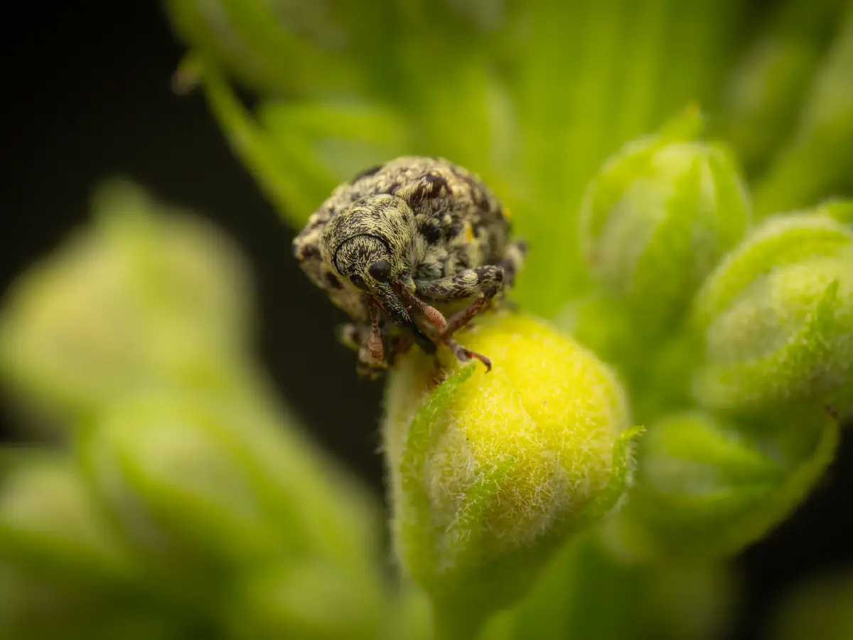 Charançon gris de la scrophulaire