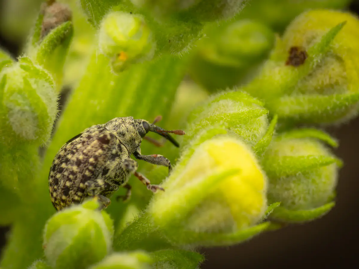 Charançon gris de la scrophulaire