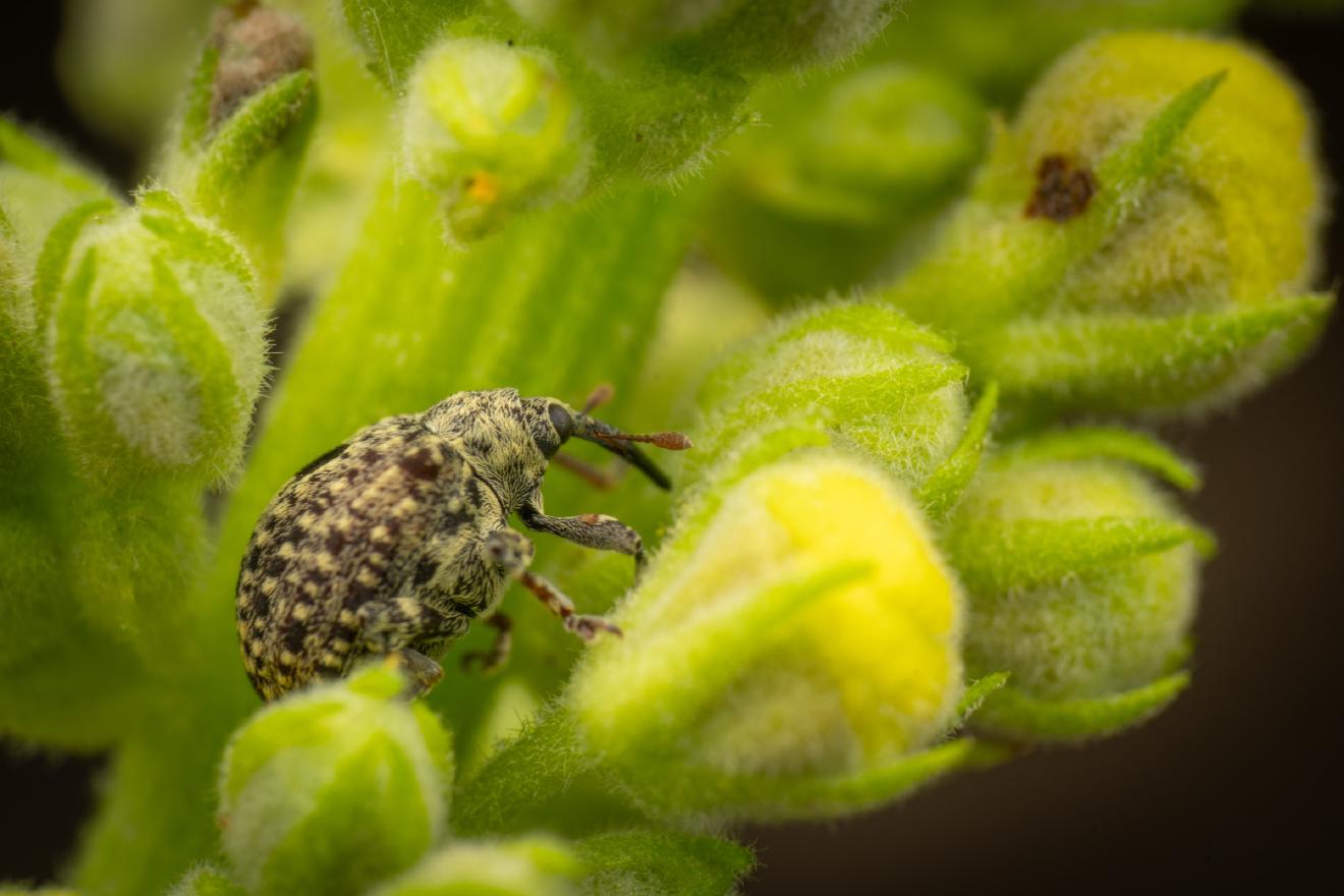 garden figwort weevil – No. 2