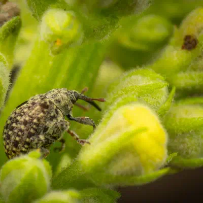 Cionus hortulanus