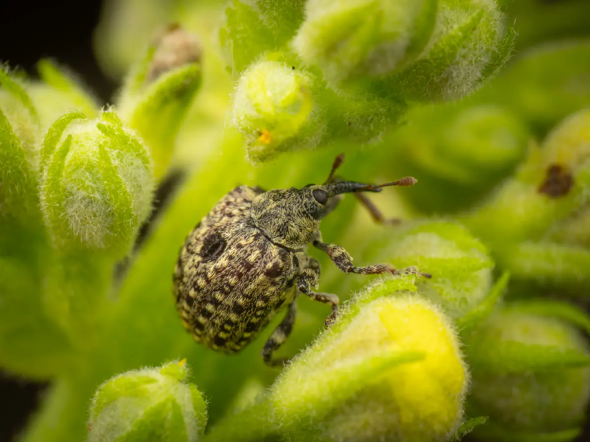 Charançon gris de la scrophulaire