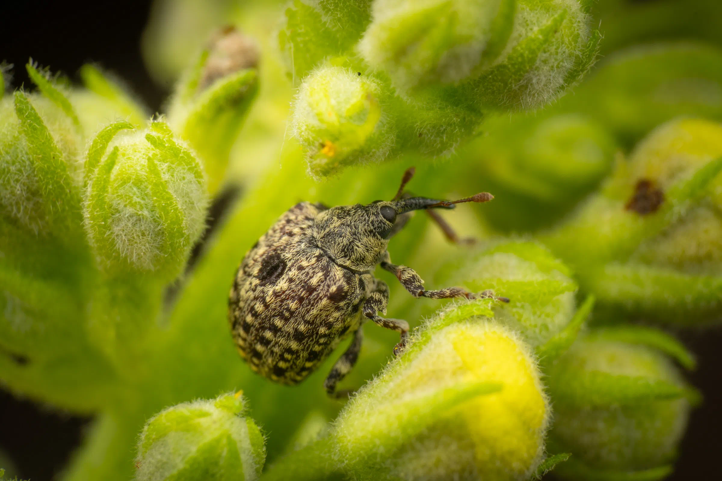 Charançon gris de la scrophulaire