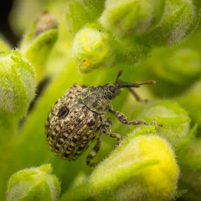 Charançon gris de la scrophulaire