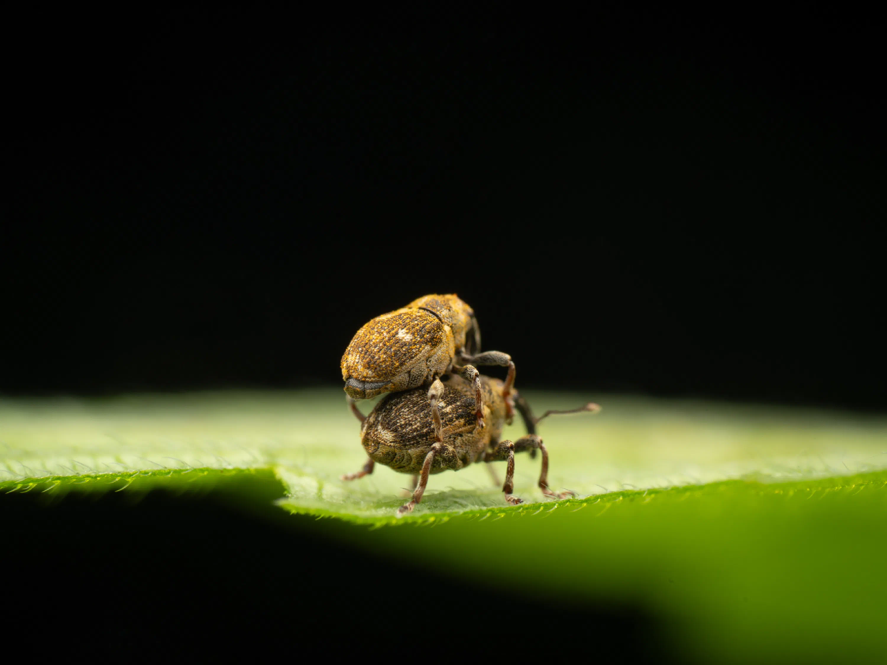 Nedyus quadrimaculatus