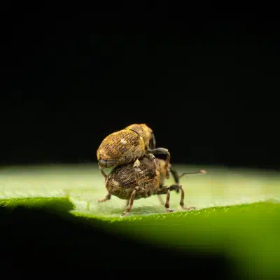 Charançon à bandes blanches