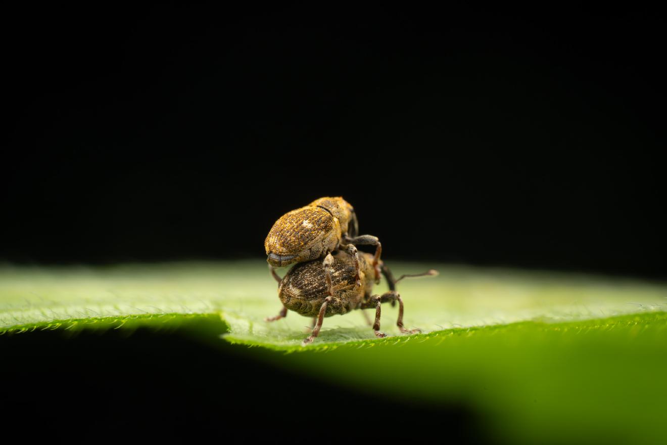 Small Nettle Weevil – No. 1