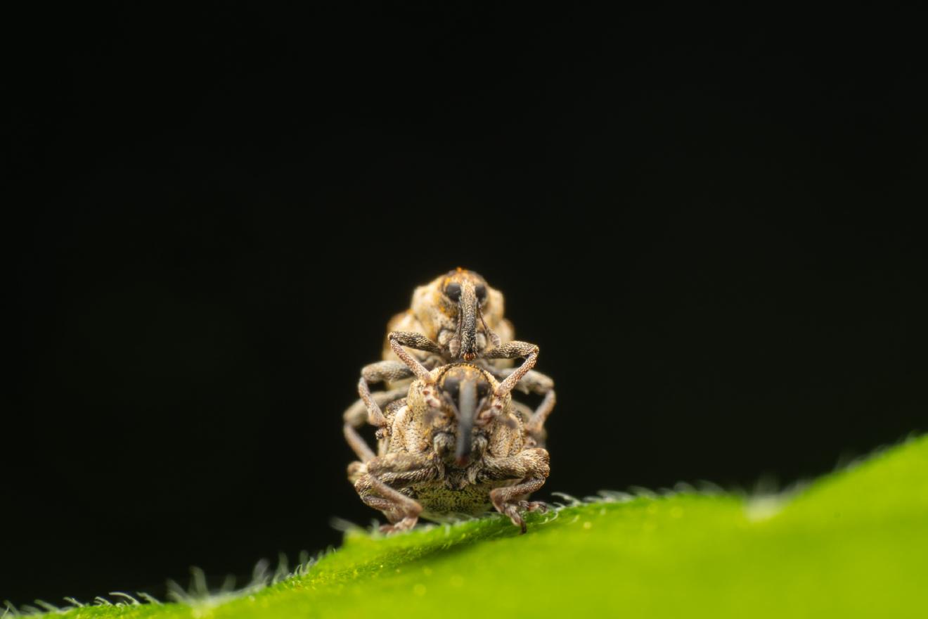 Small Nettle Weevil – No. 2