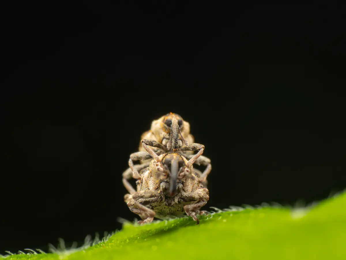 Nedyus quadrimaculatus