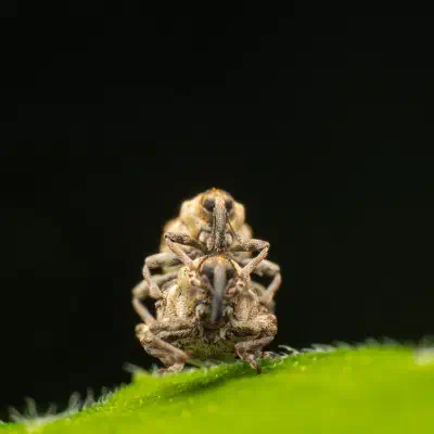 Nedyus quadrimaculatus