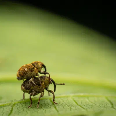 Charançon à bandes blanches