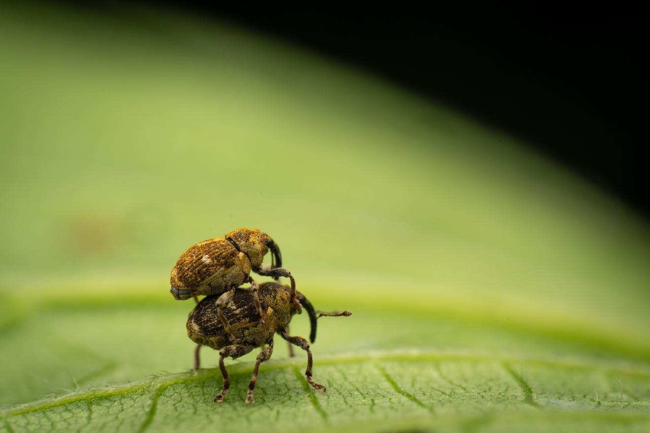Small Nettle Weevil – No. 3