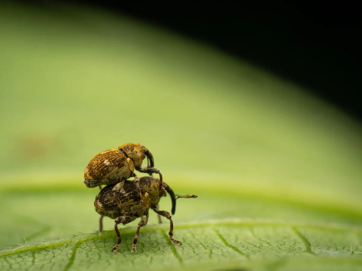 Charançon à bandes blanches
