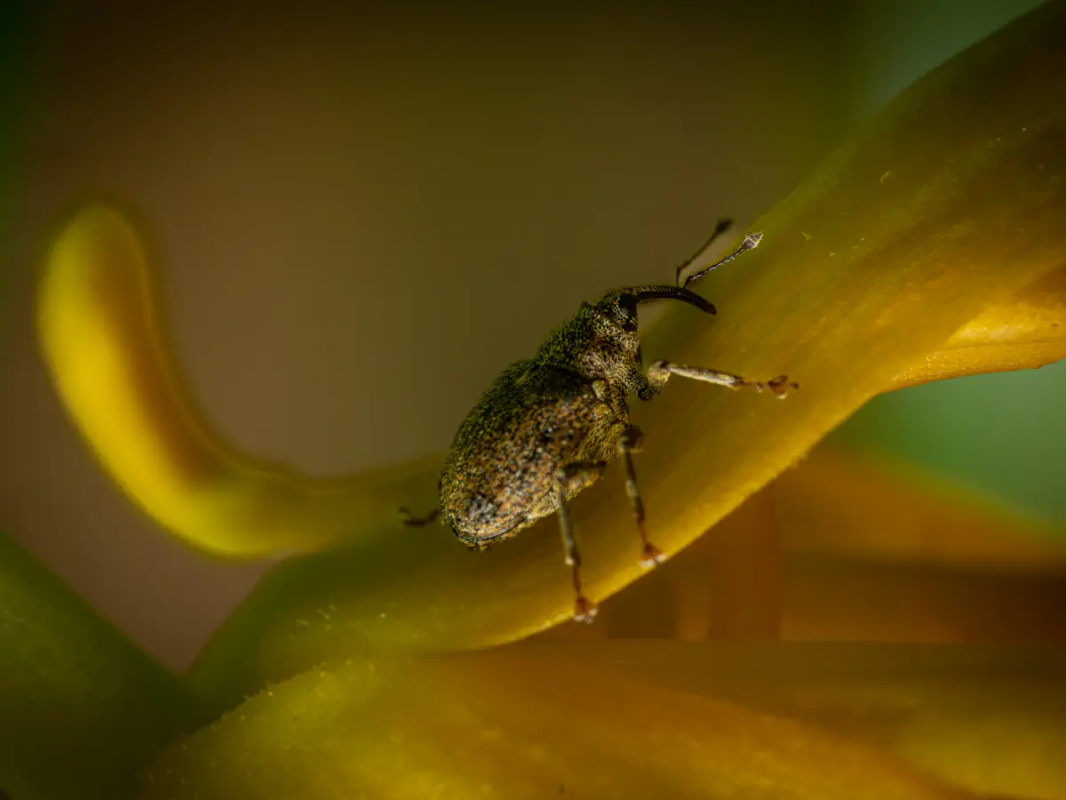 Charançon de la tige du chou