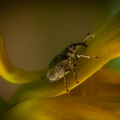 Cabbage Stem Weevil