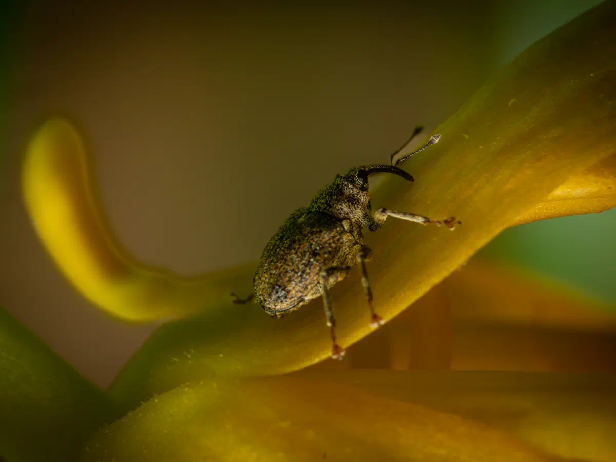 Cabbage Stem Weevil
