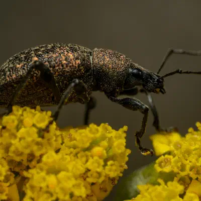 Black Vine Weevil