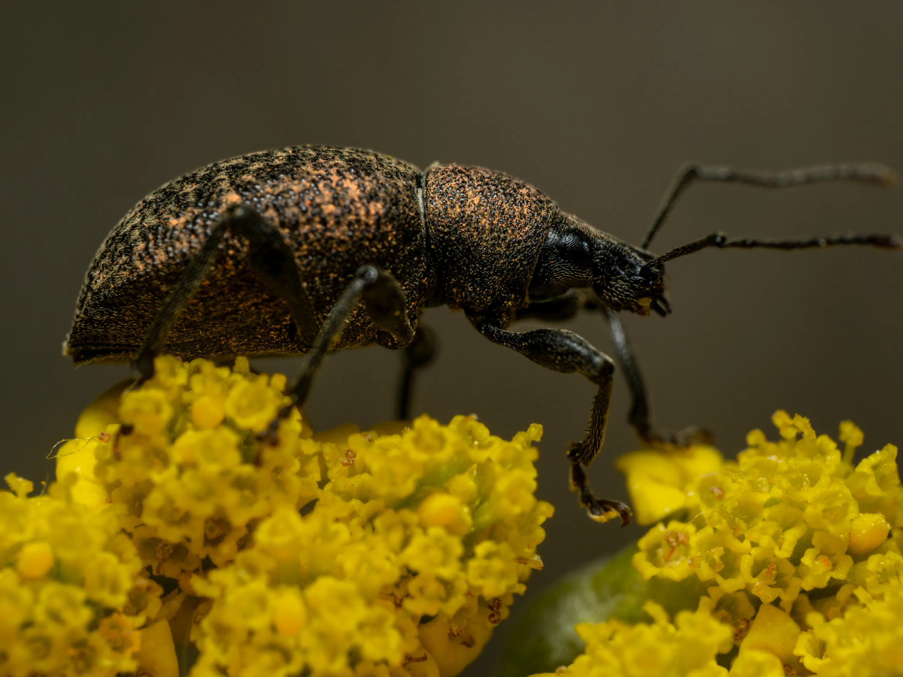 Otiorhynchus sulcatus