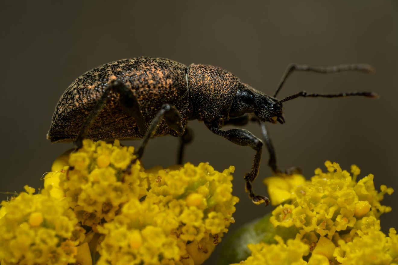 Black Vine Weevil – No. 1
