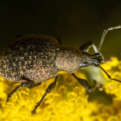 Black Vine Weevil