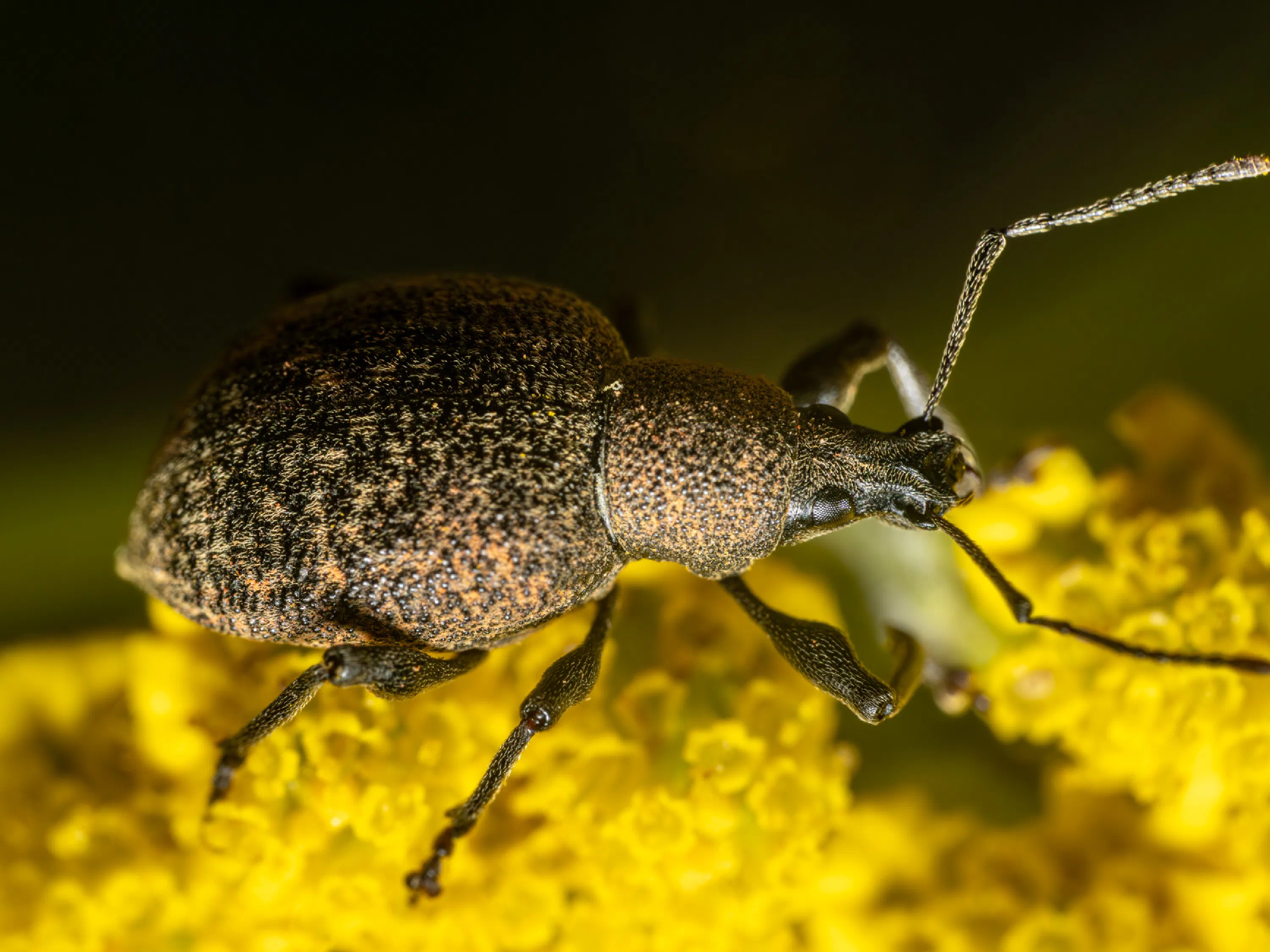 Otiorhynchus sulcatus
