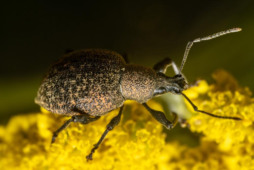 March 17, 2025 – Issue No. 577
– Issue No. 577: “Black Vine Weevil“ Black Vine Weevil
